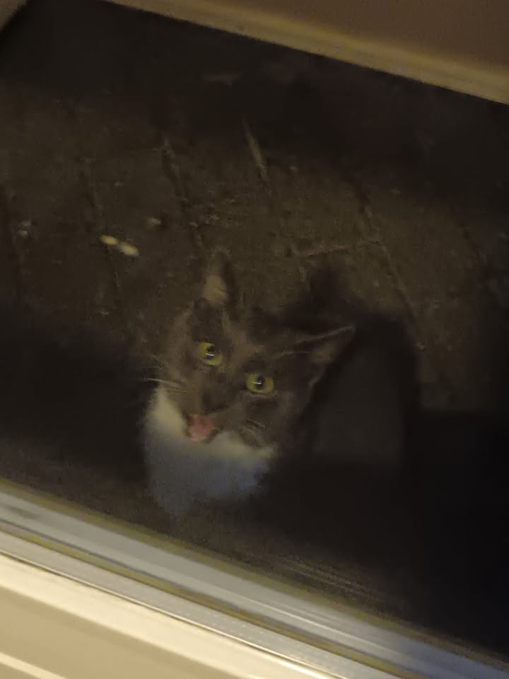 Facebook bericht afbeelding