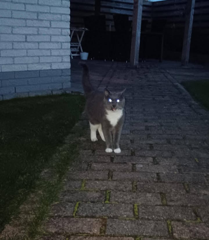 Facebook bericht afbeelding