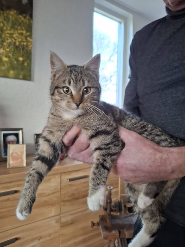 Facebook bericht afbeelding