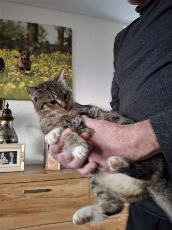 Facebook bericht afbeelding