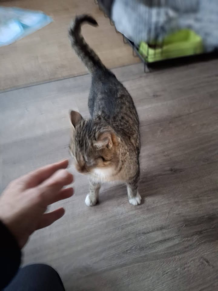 Facebook bericht afbeelding