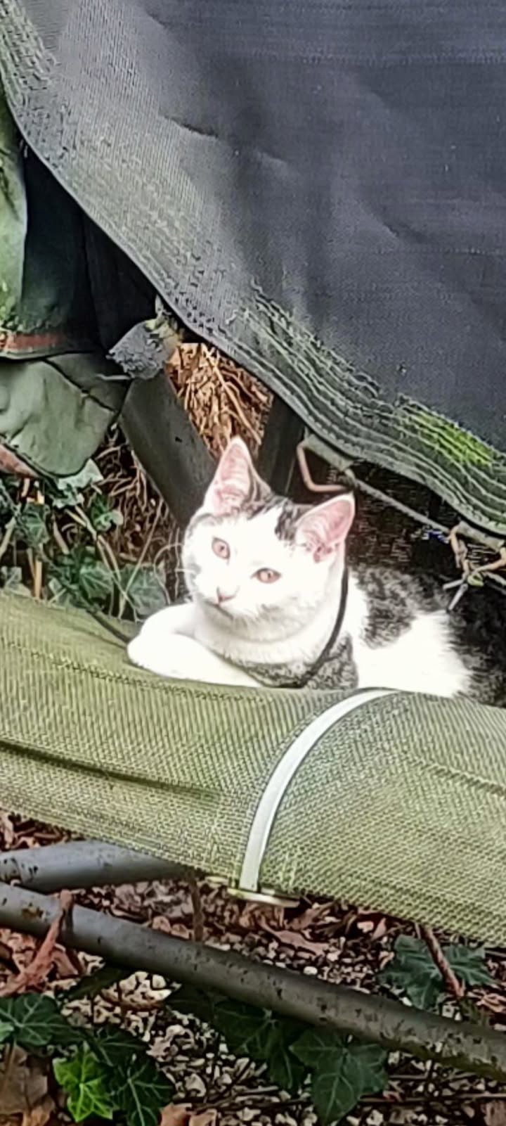 Facebook bericht afbeelding