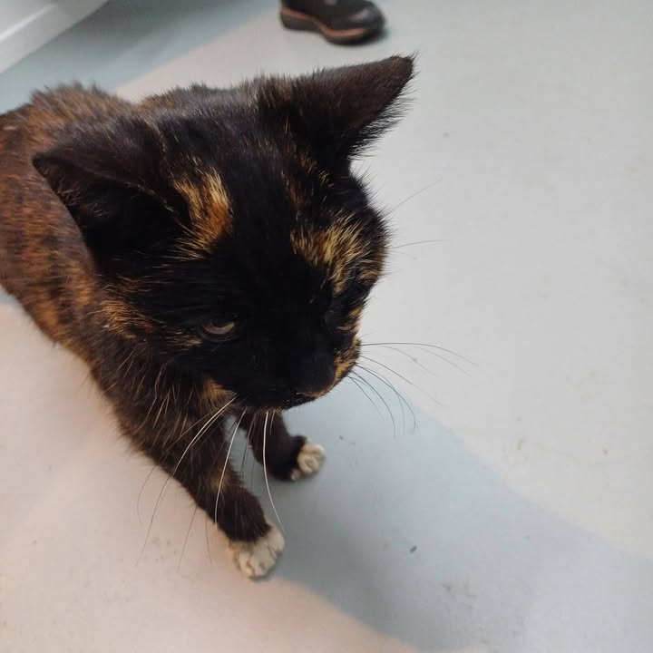 Facebook bericht afbeelding