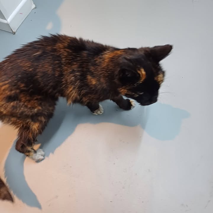 Facebook bericht afbeelding