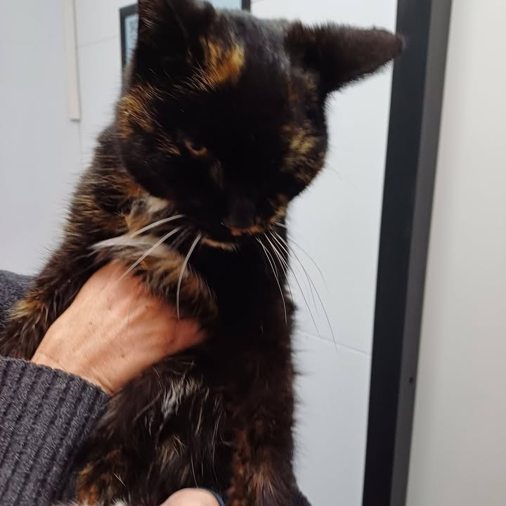 Facebook bericht afbeelding