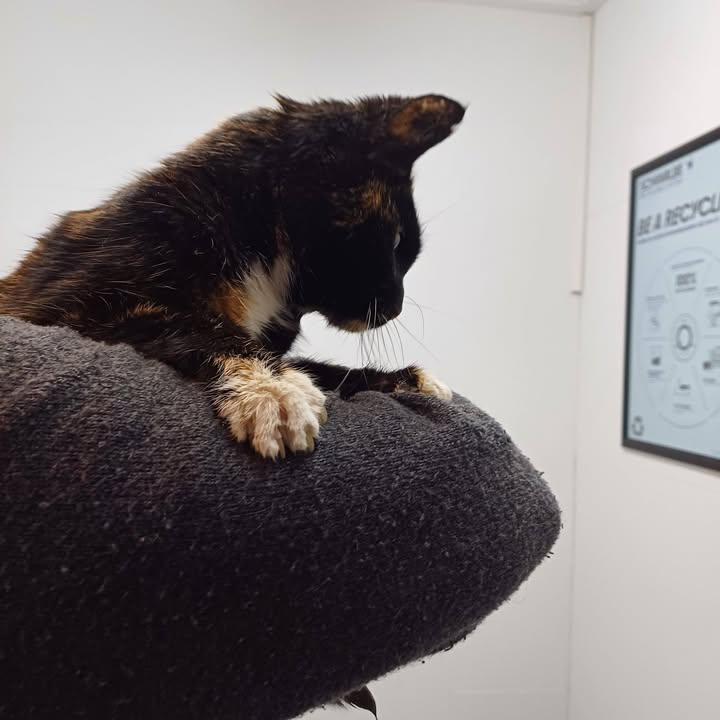 Facebook bericht afbeelding